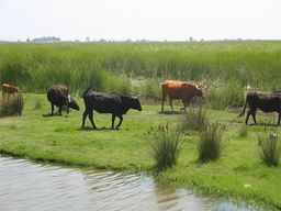 Delta de l'Èbre