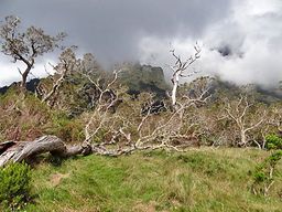 La Réunion Plaine des tamarins