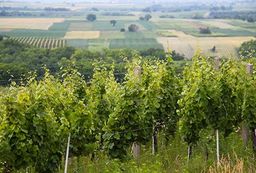 Croatie Slavonie Vignes d'Ilok