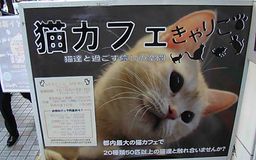 Tokyo Bar à chats