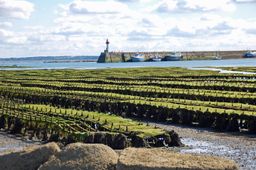 Saint-Vaast-la-Hougue