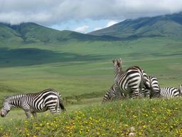 Ngorongoro