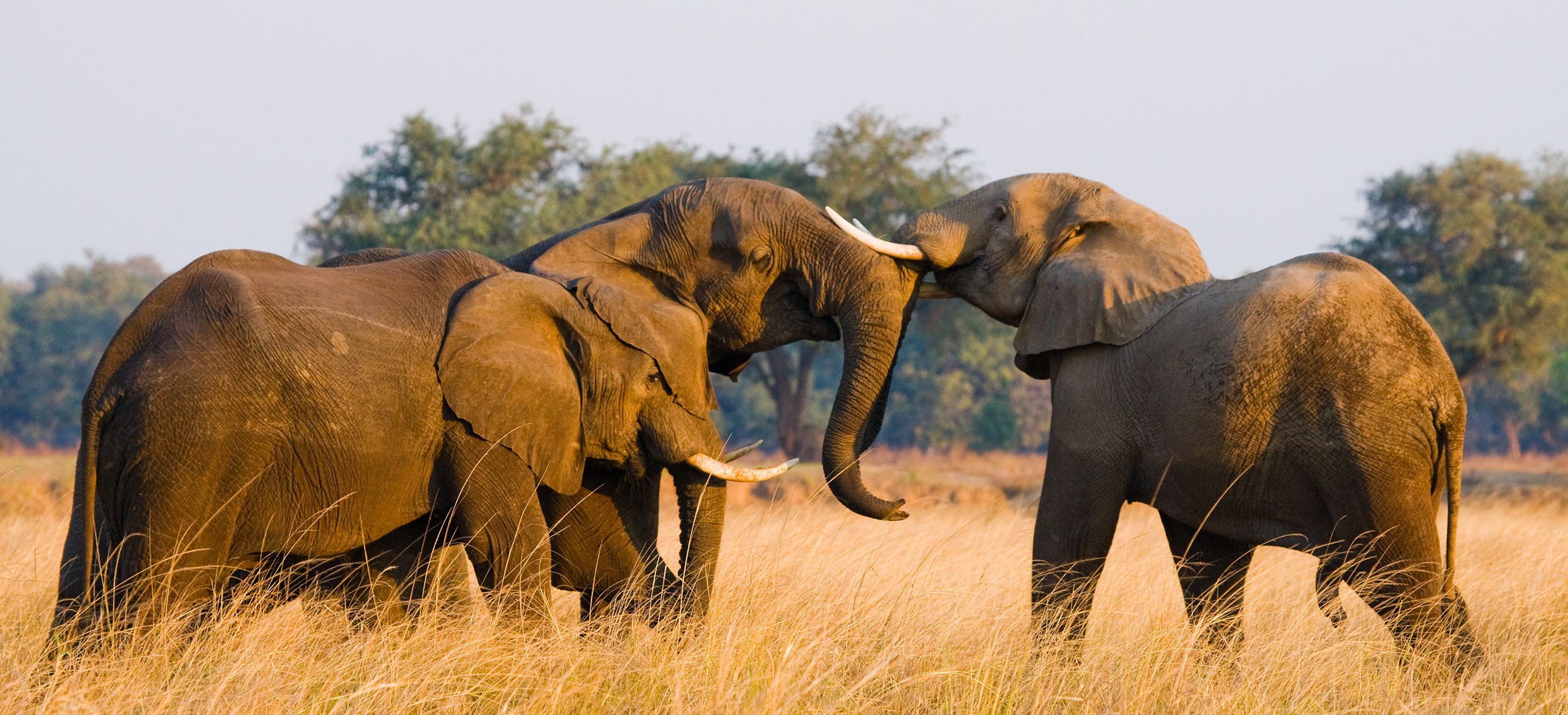 Zambie Lower Zambezi National Park